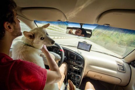 Safety-conscious dog check the GPS.